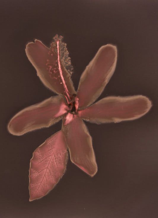 Mini Rosa