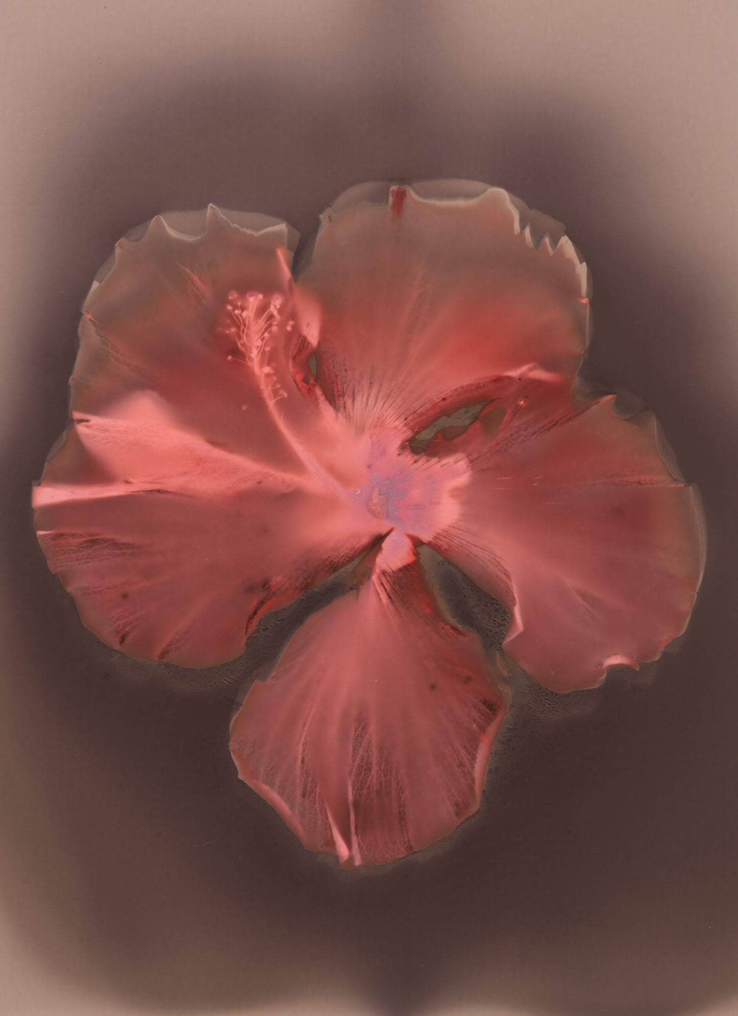 Hibiscus 1